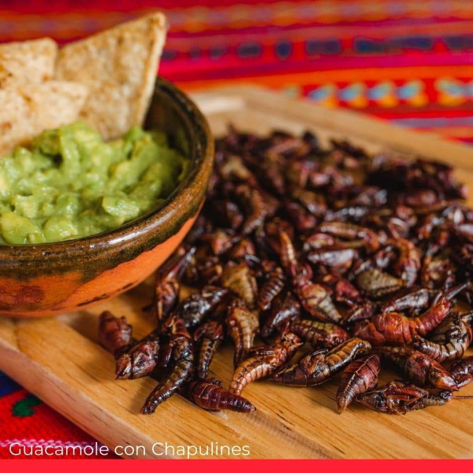 Guacamole con Chapulines